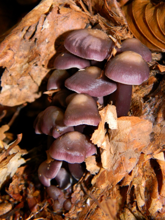 Ottobre al Lago del Brugneto